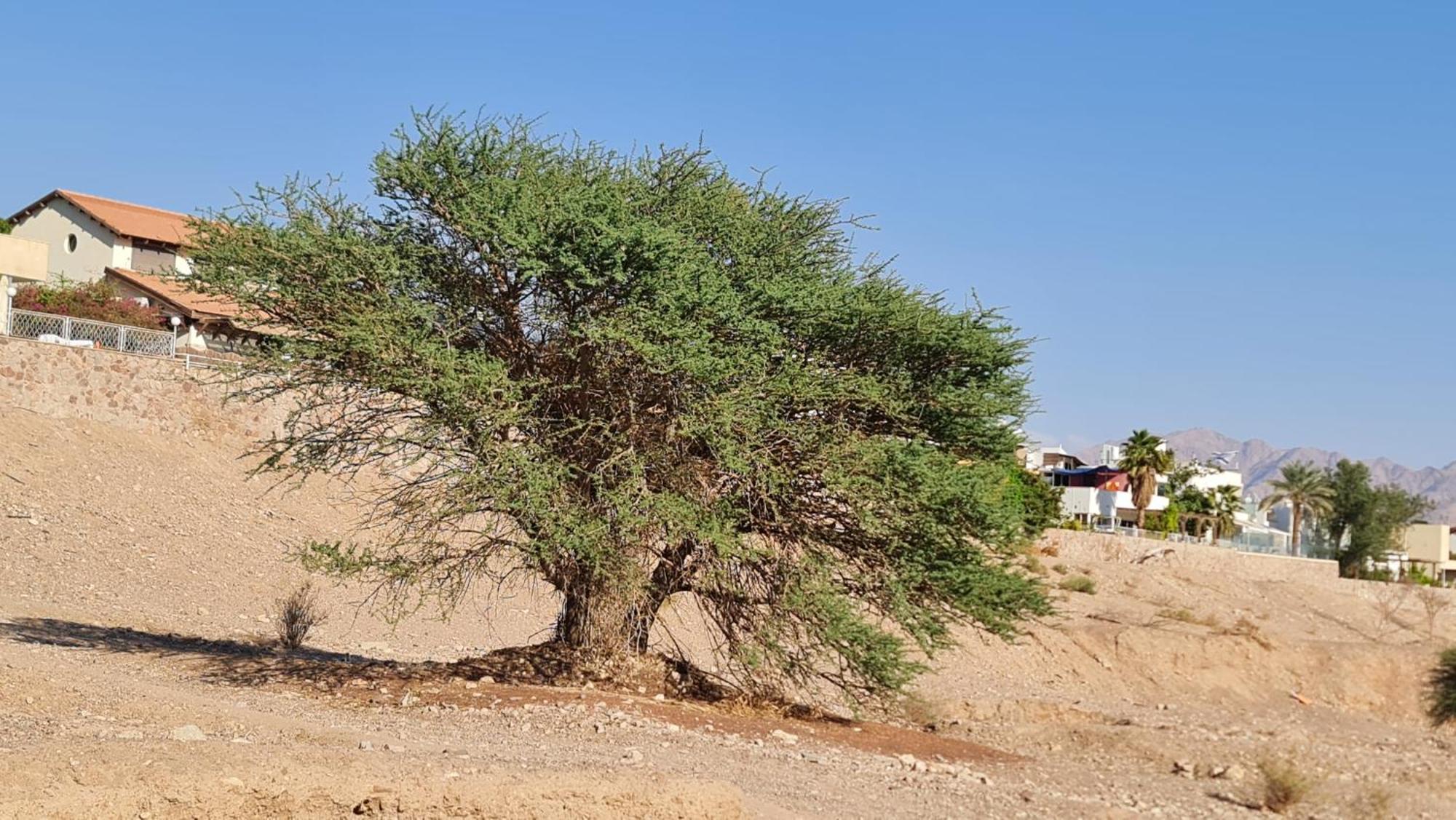 Apartment המשפחתית המפנקת של רחל