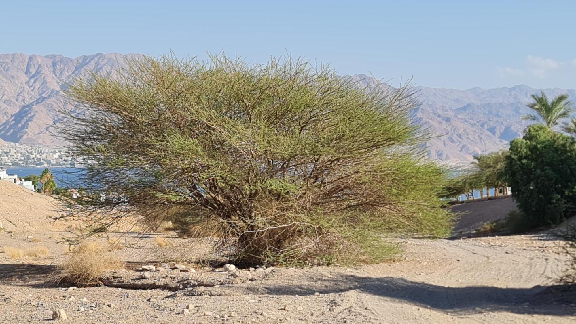 המשפחתית המפנקת של רחל Apartment Eilat